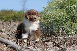 BERGER AUSTRALIEN PUPPIES 012